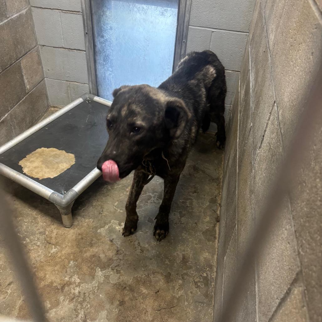 Enlarge Hazard, a Adoptable German Shepherd Dog in Brookfield, MO image 1/1
