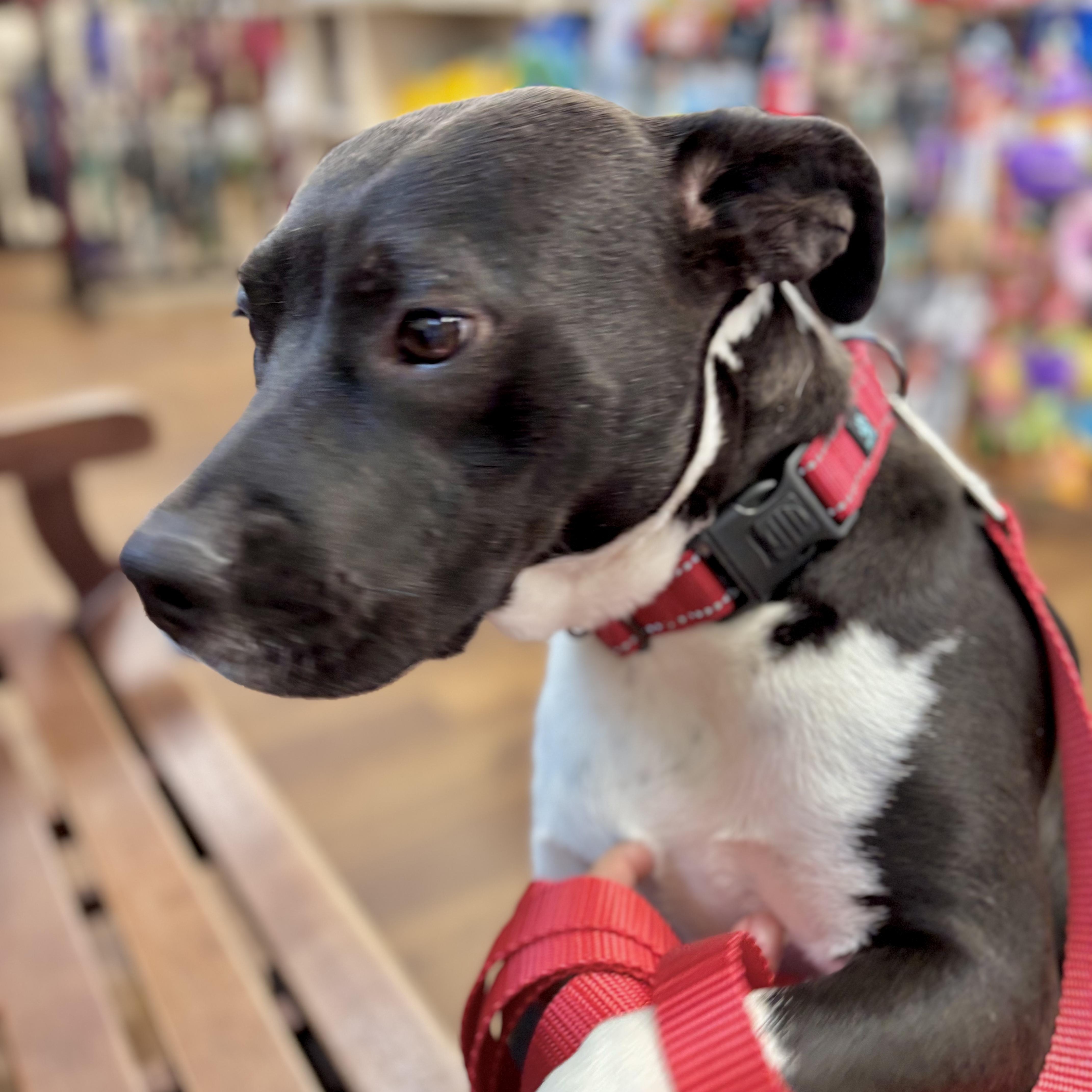 Satine, a Adoptable mixed breed in New Haven, CT image 6/6