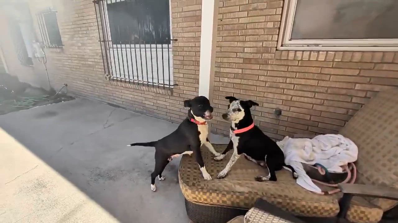 Enlarge Satine, a Adoptable mixed breed in New Haven, CT video 5/6