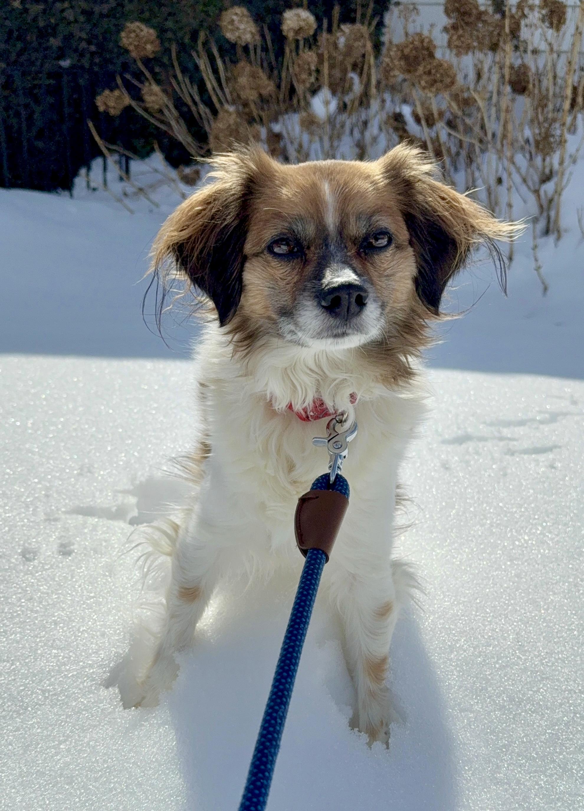 Enlarge Finnley , a ADOPTABLE mixed breed in Bethel, CT image 2/6