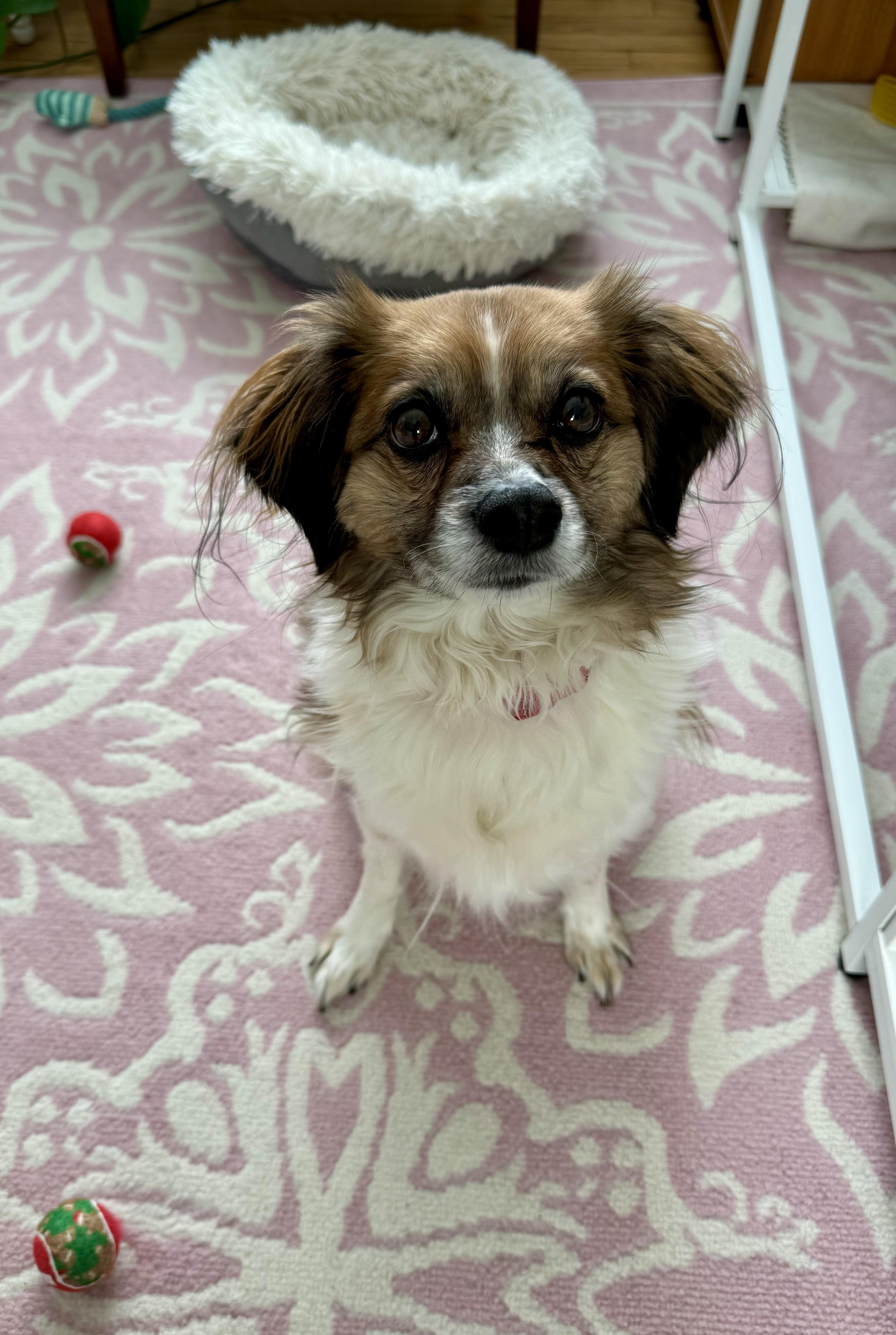 Enlarge Finnley , a ADOPTABLE mixed breed in Bethel, CT image 3/6