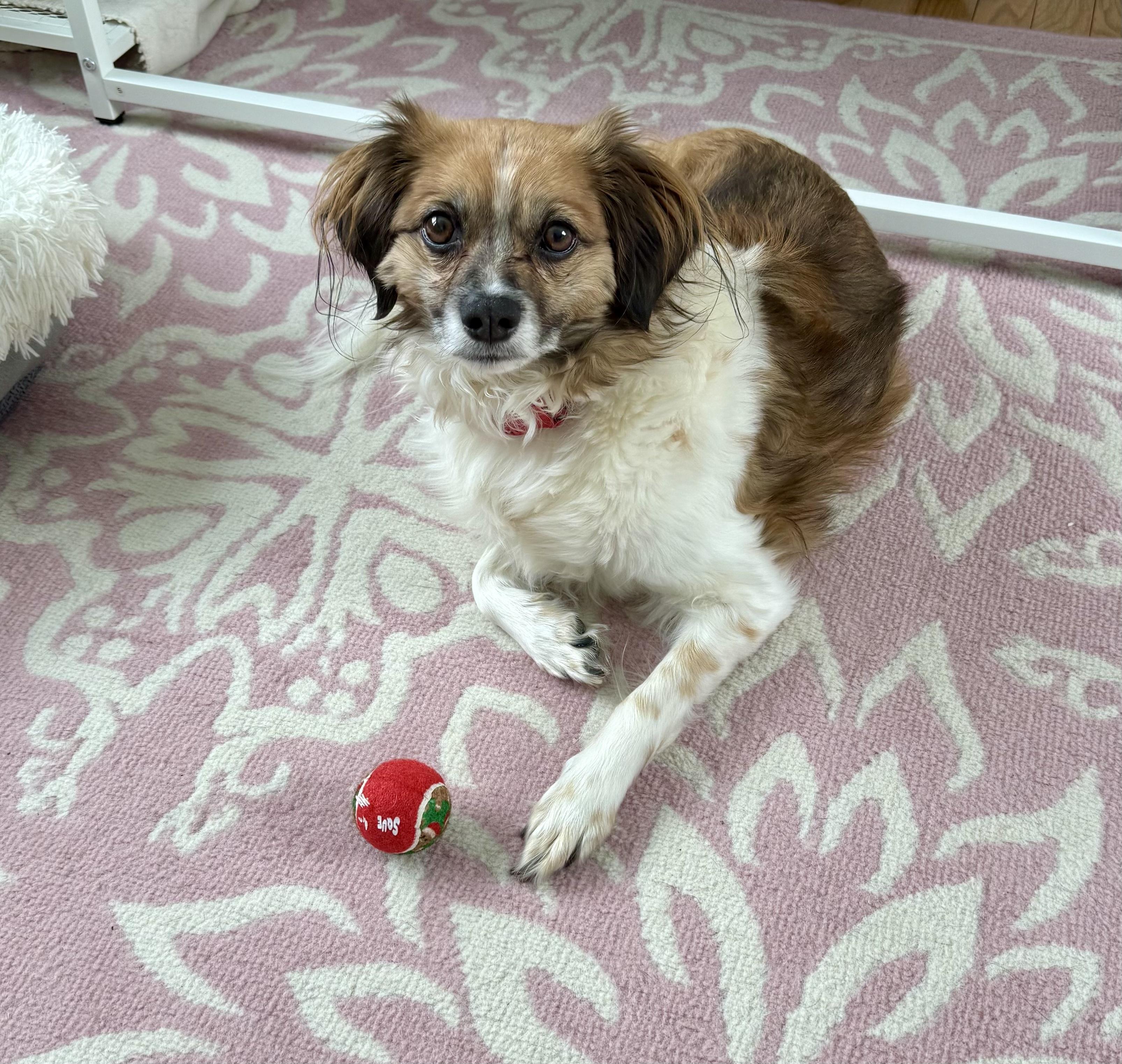 Enlarge Finnley , a ADOPTABLE mixed breed in Bethel, CT image 4/6