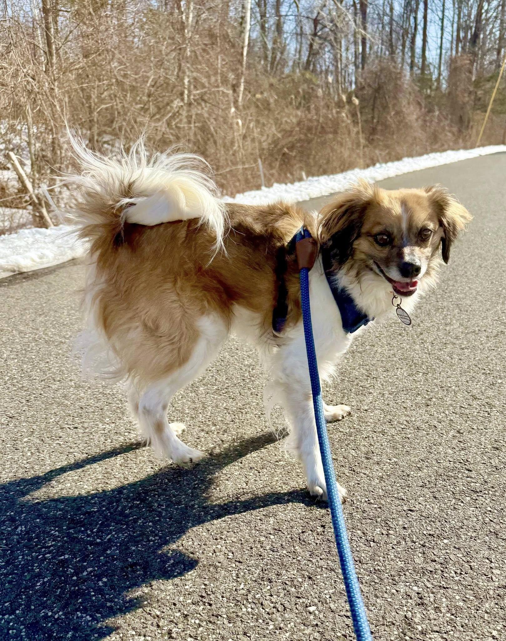 Finnley , a ADOPTABLE mixed breed in Bethel, CT image 2/6