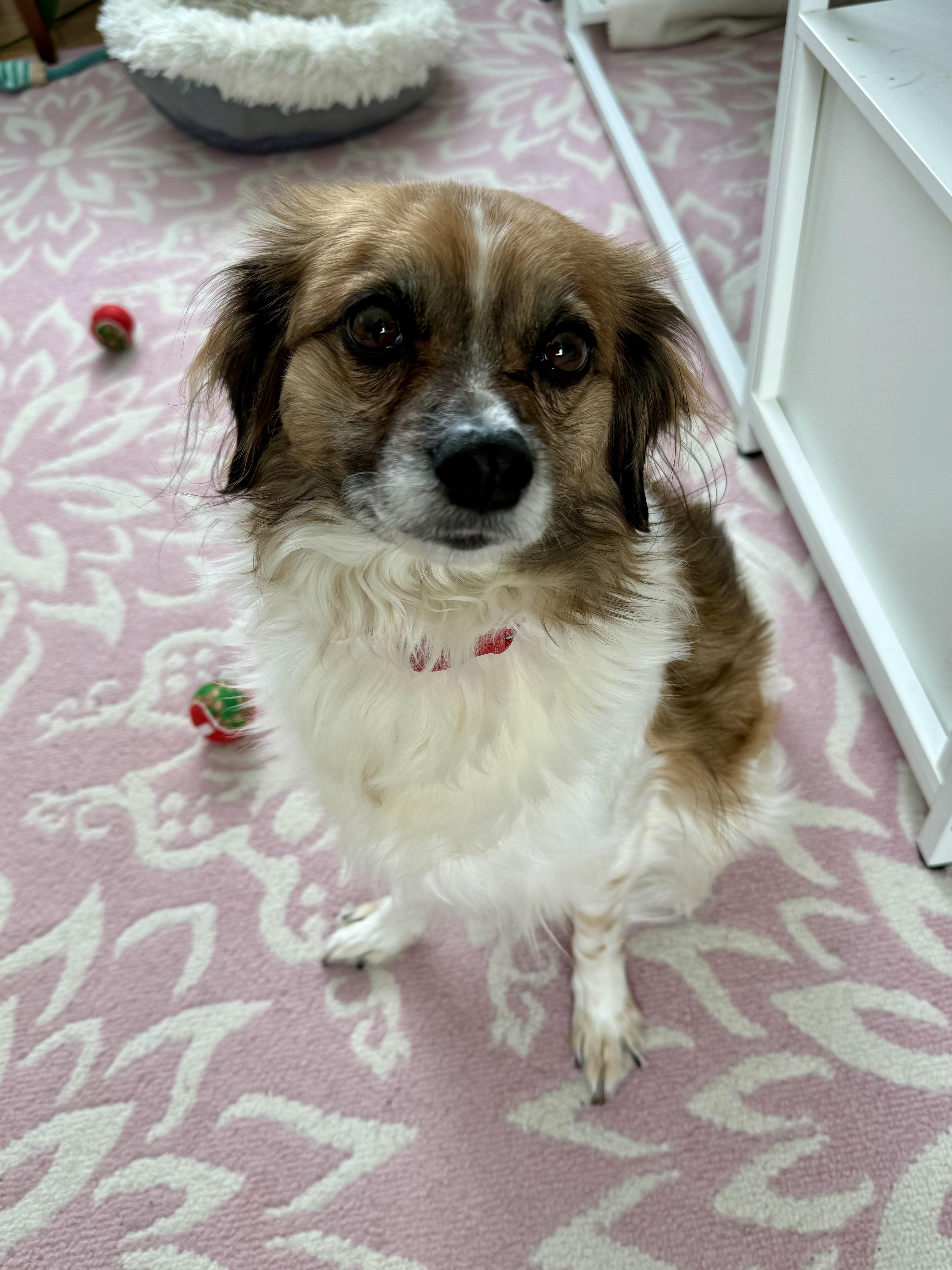 Enlarge Finnley , a ADOPTABLE mixed breed in Bethel, CT image 5/6