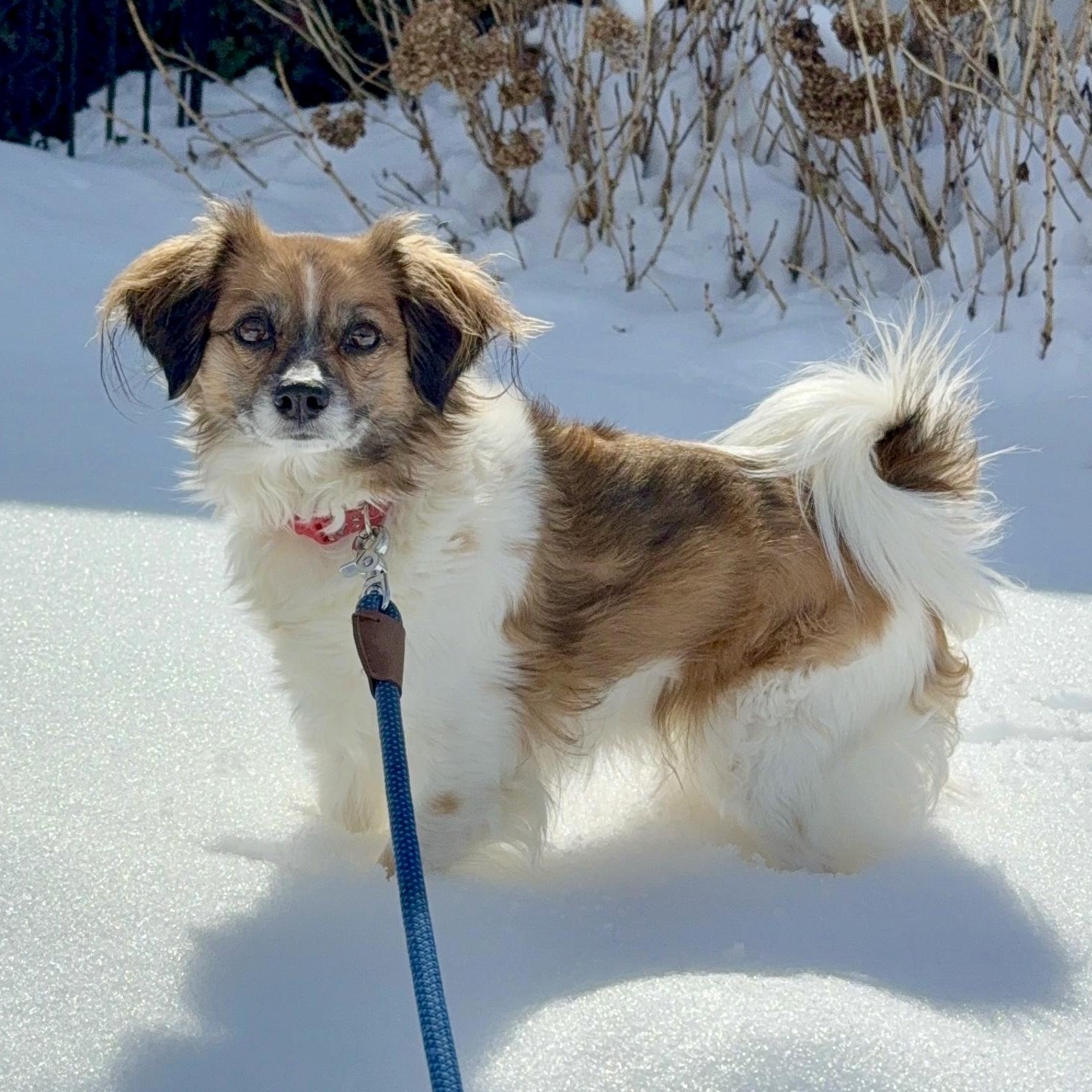 Enlarge Finnley , a ADOPTABLE mixed breed in Bethel, CT image 1/6