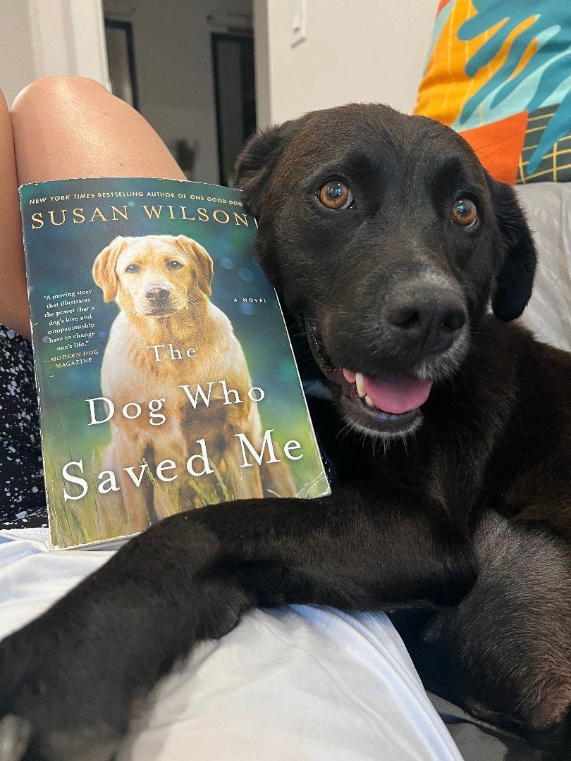 EBONY, a Adoptable mixed breed in Waldwick, NJ image 1/6