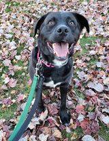 EBONY, a Adoptable mixed breed in Waldwick, NJ image 6/6