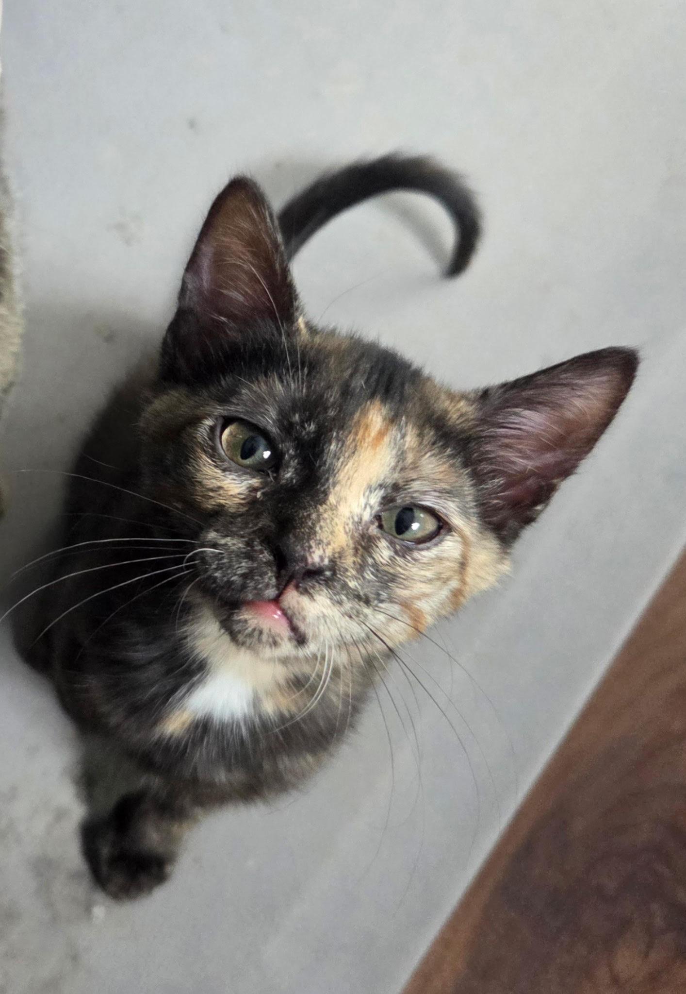 Siren, Adopted, Young Female Domestic Short Hair.