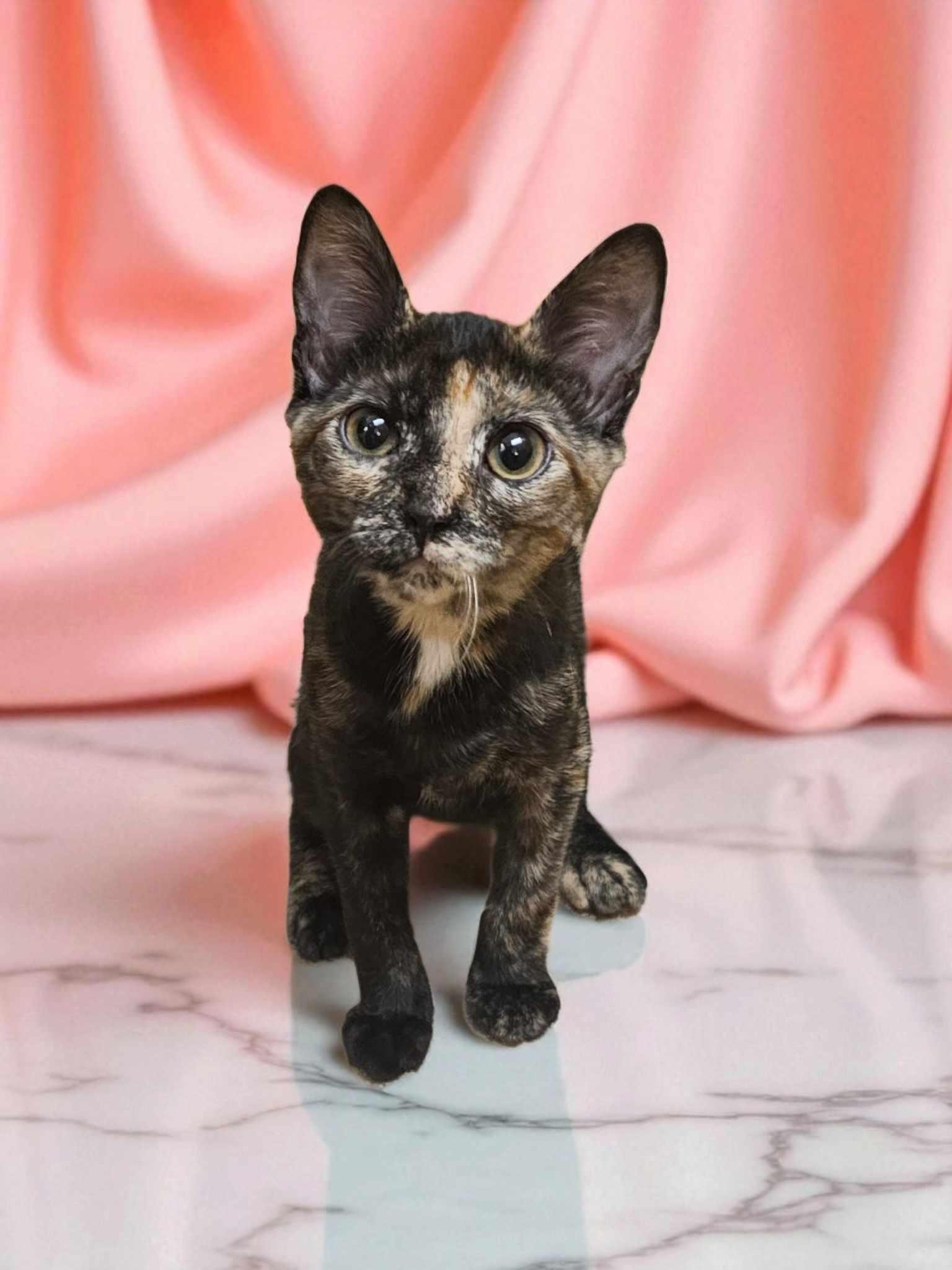 Siren, a Adopted Domestic Short Hair in Camden, SC image 2/3