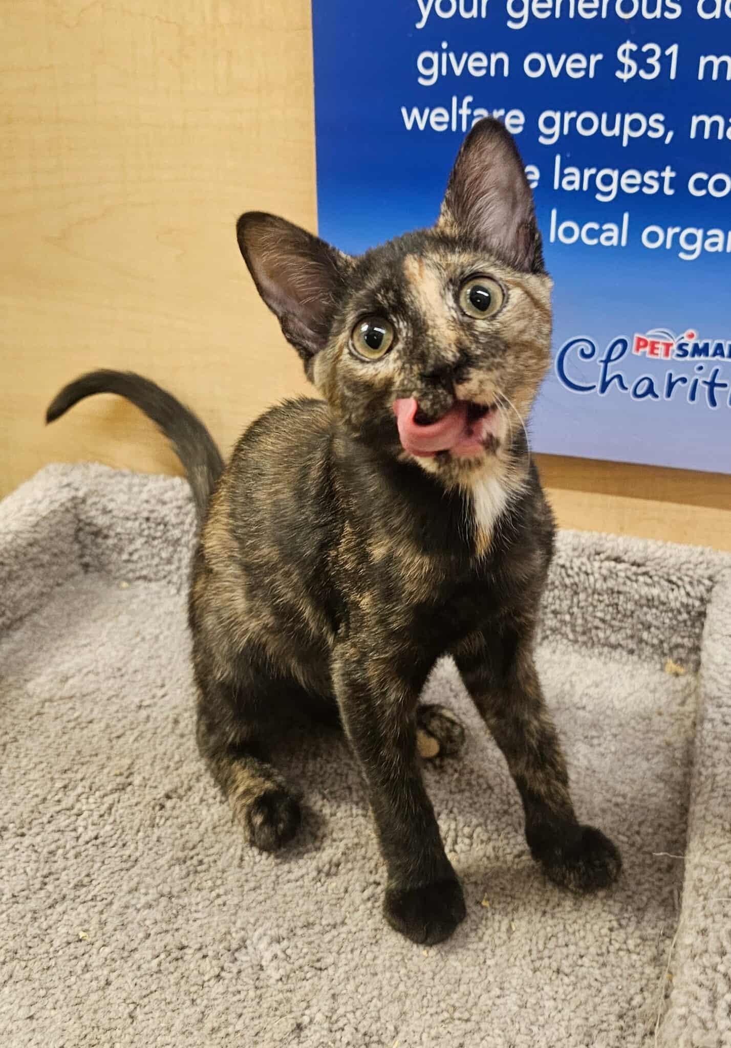 Siren, a Adopted Domestic Short Hair in Camden, SC image 3/3