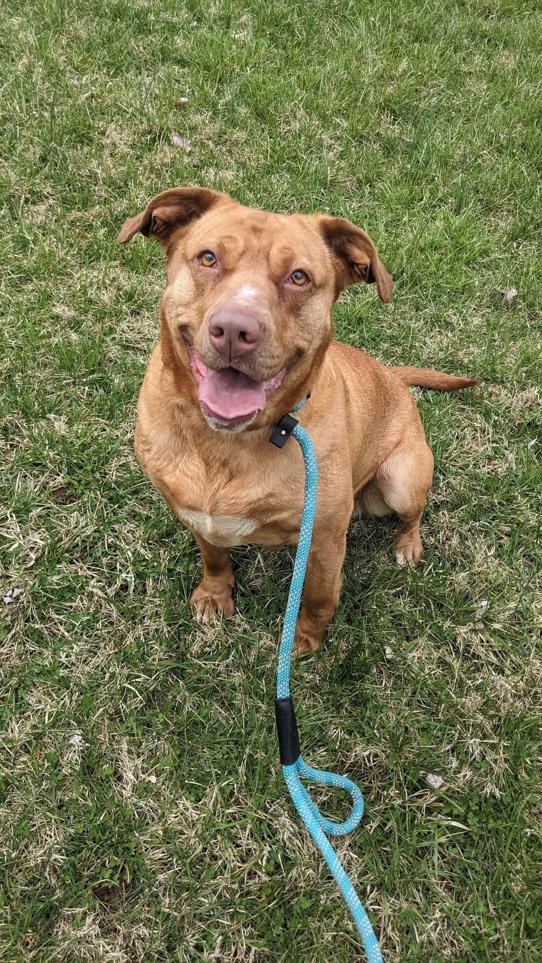 Mia, a Adoptable mixed breed in Springfield, OH image 1/3