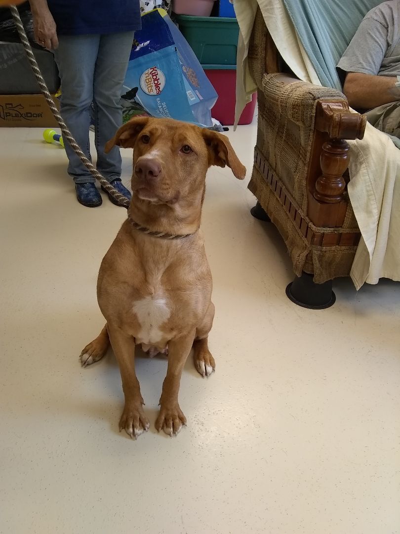 Mia, a Adoptable mixed breed in Springfield, OH image 2/3