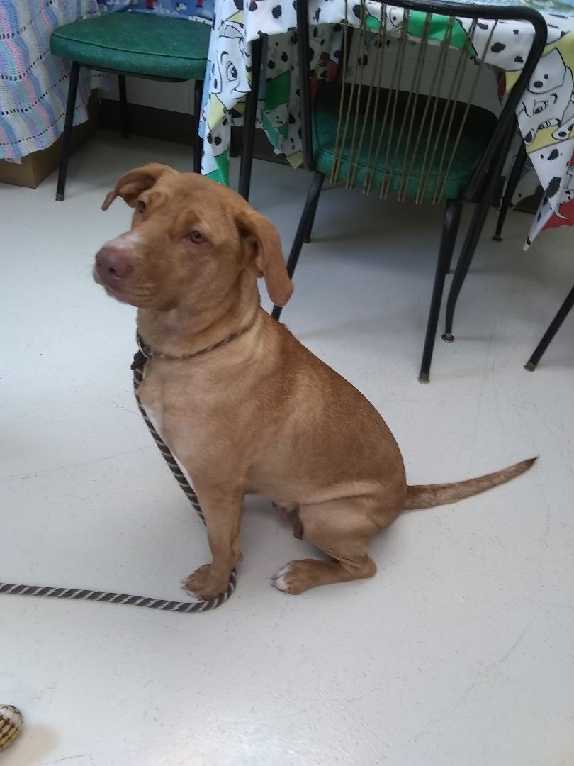 Mia, a Adoptable mixed breed in Springfield, OH image 3/3