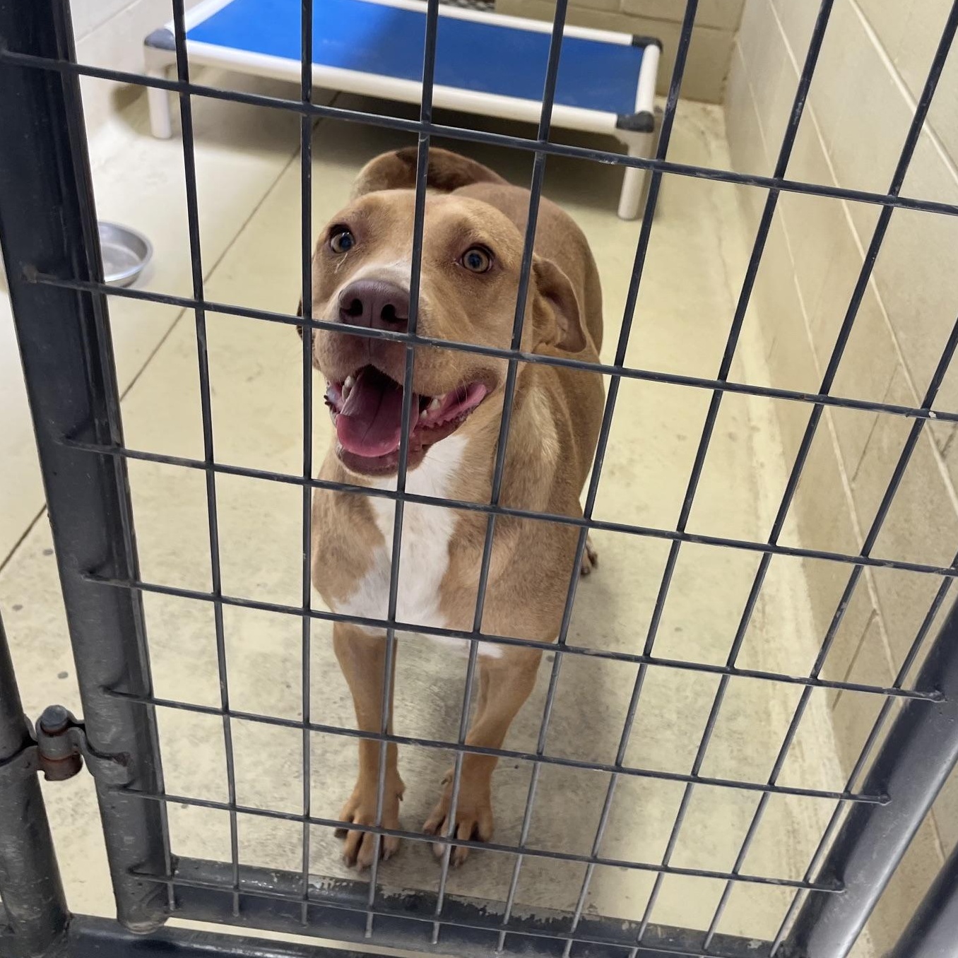 Honey Boo Boo, an adopted mixed breed in Clarksville, VA image 5/6
