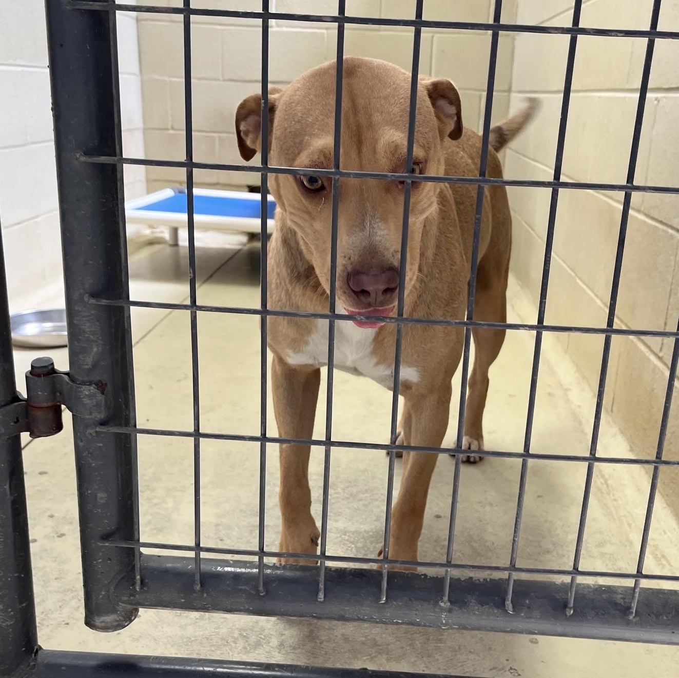 Honey Boo Boo, an adopted mixed breed in Clarksville, VA image 6/6