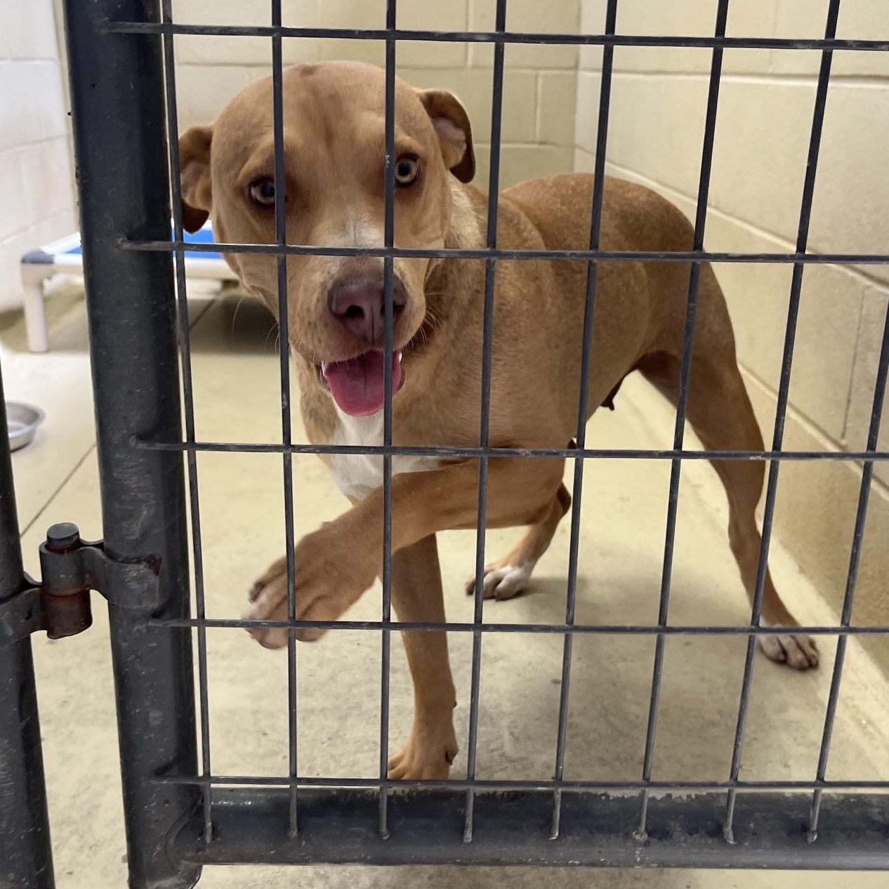 Honey Boo Boo, adopted, Adult Female Pit Bull Terrier & Hound.
