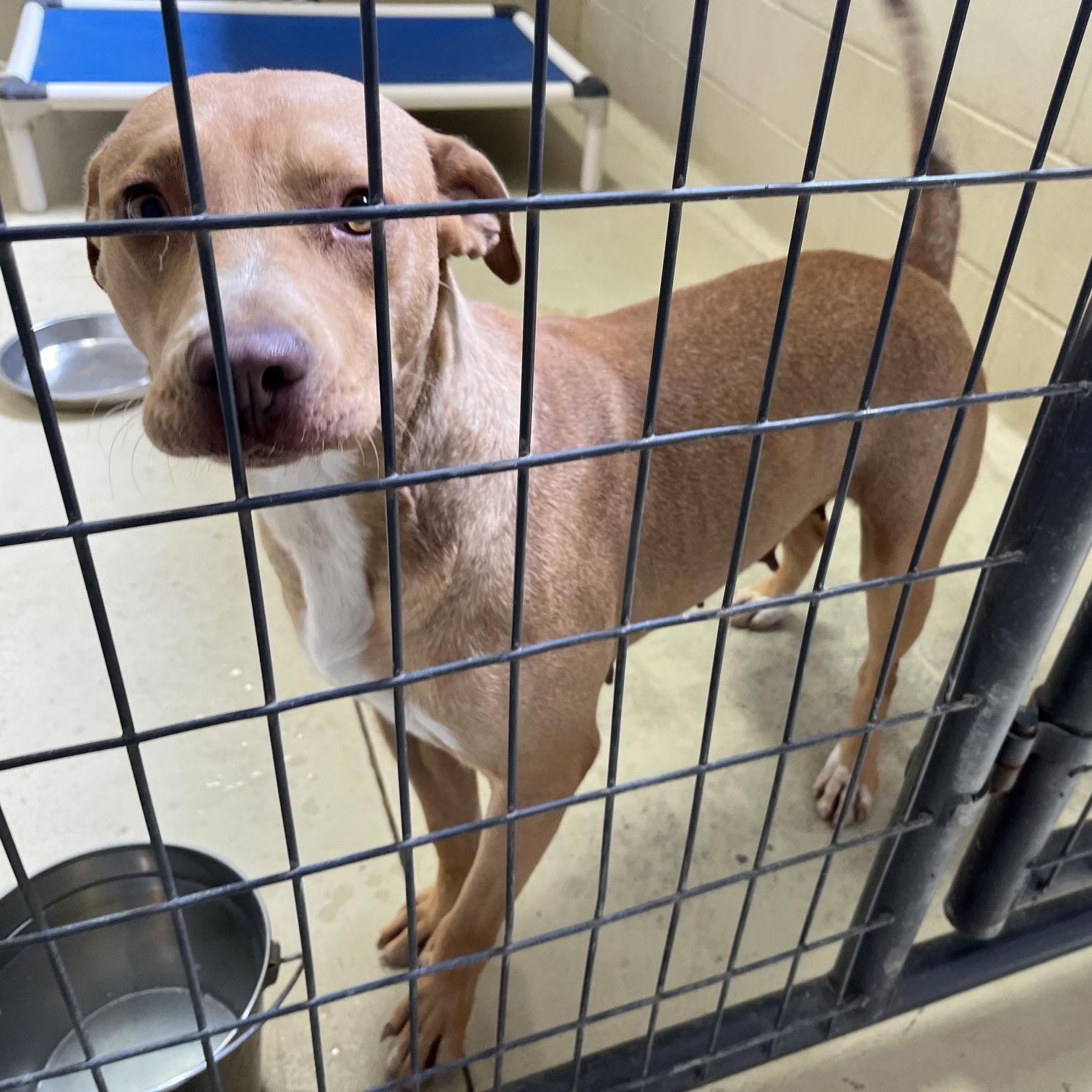 Honey Boo Boo, an adopted mixed breed in Clarksville, VA image 4/6