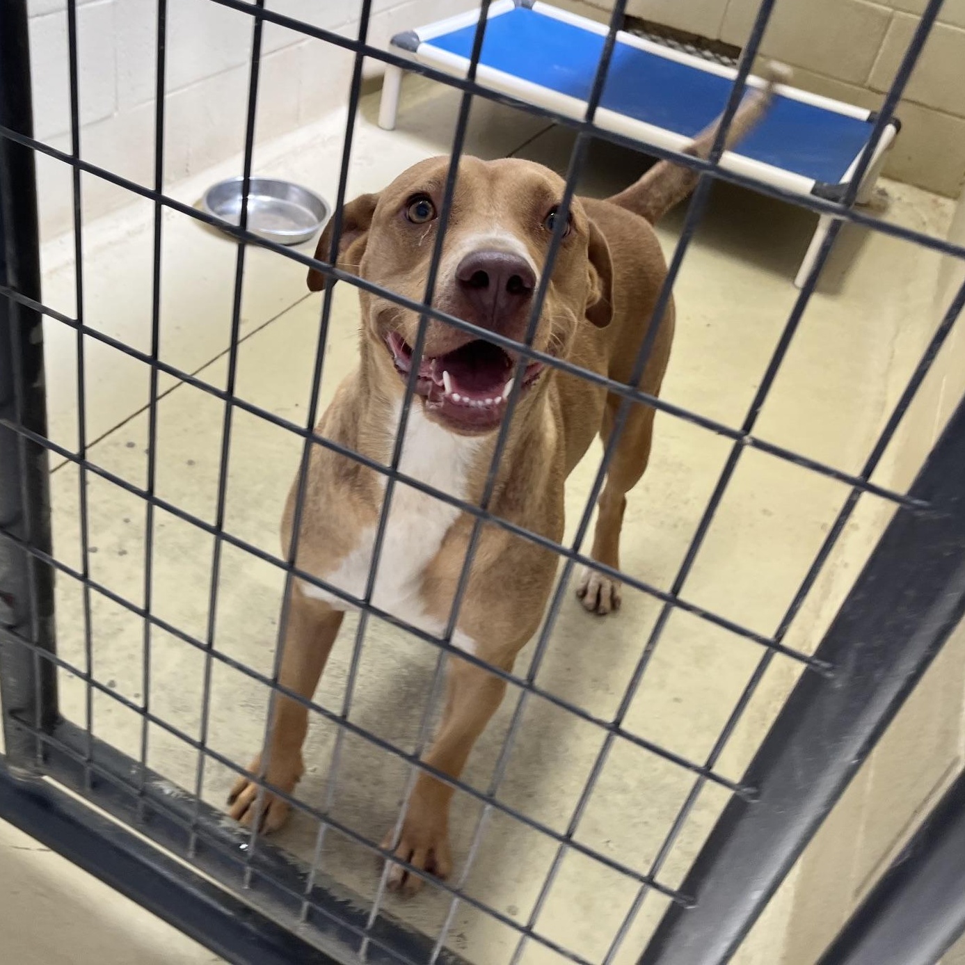 Honey Boo Boo, an adopted mixed breed in Clarksville, VA image 3/6