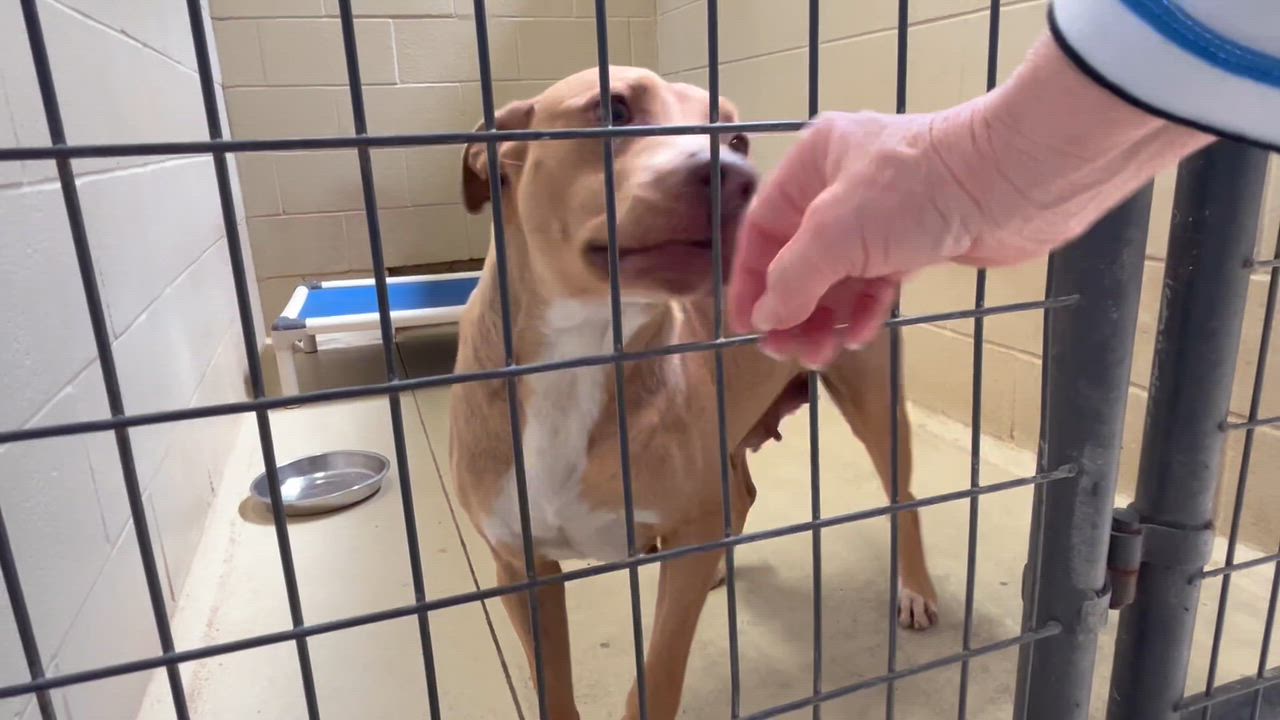 Enlarge Honey Boo Boo, an adopted mixed breed in Clarksville, VA video 2/6