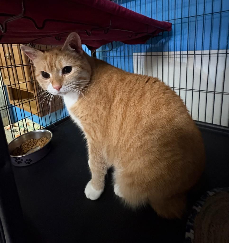 Enlarge Annie, a Adoptable Domestic Short Hair in Monticello, IL image 2/3