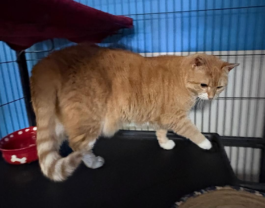 Enlarge Annie, a Adoptable Domestic Short Hair in Monticello, IL image 3/3