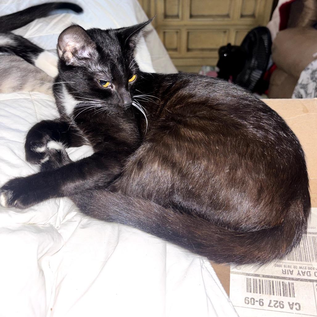 Cookie, Adoptable, Young Female Domestic Short Hair.