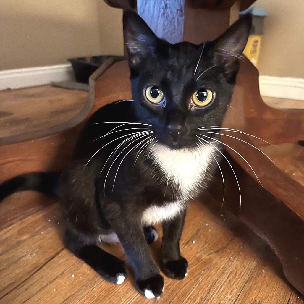 Enlarge Cookie, a Adoptable Domestic Short Hair in Long Beach, CA image 3/6