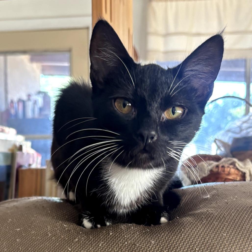 Enlarge Cookie, a Adoptable Domestic Short Hair in Long Beach, CA image 4/6