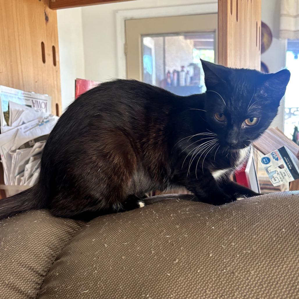 Enlarge Cookie, a Adoptable Domestic Short Hair in Long Beach, CA image 5/6