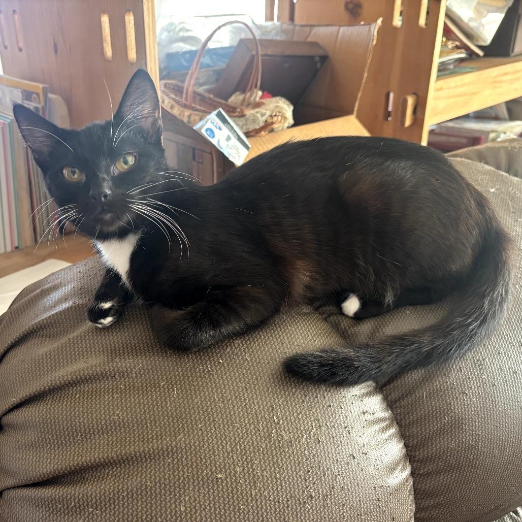 Enlarge Cookie, a Adoptable Domestic Short Hair in Long Beach, CA image 6/6