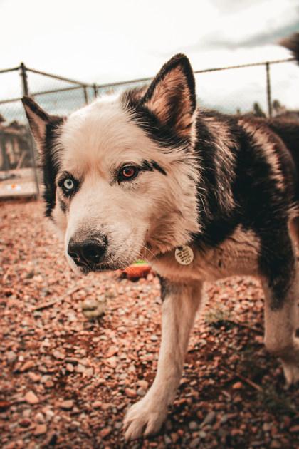 Enlarge Lucky, a ADOPTABLE Mixed Breed in Missoula, MT image 2/2