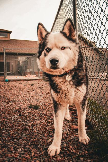 Enlarge Lucky, a ADOPTABLE Mixed Breed in Missoula, MT image 1/2