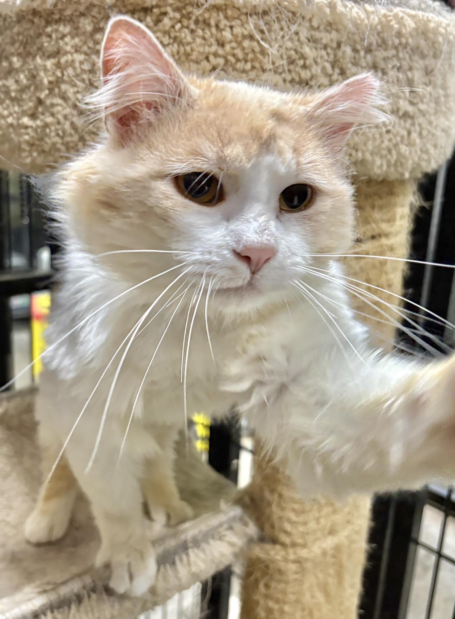 AMARETTO, an adopted Domestic Medium Hair in Tillsonburg, ON image 1/2