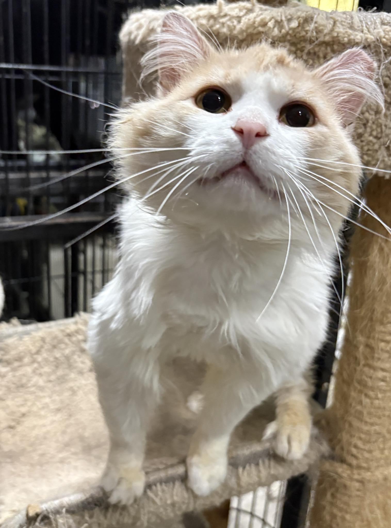 AMARETTO, an adopted Domestic Medium Hair in Tillsonburg, ON image 2/2