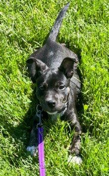 Sage, a Adoptable Terrier in West Des Moines, IA image 1/3