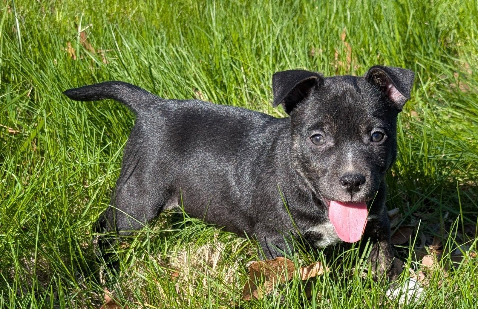 Sage, Adoptable, Puppy Female Terrier.