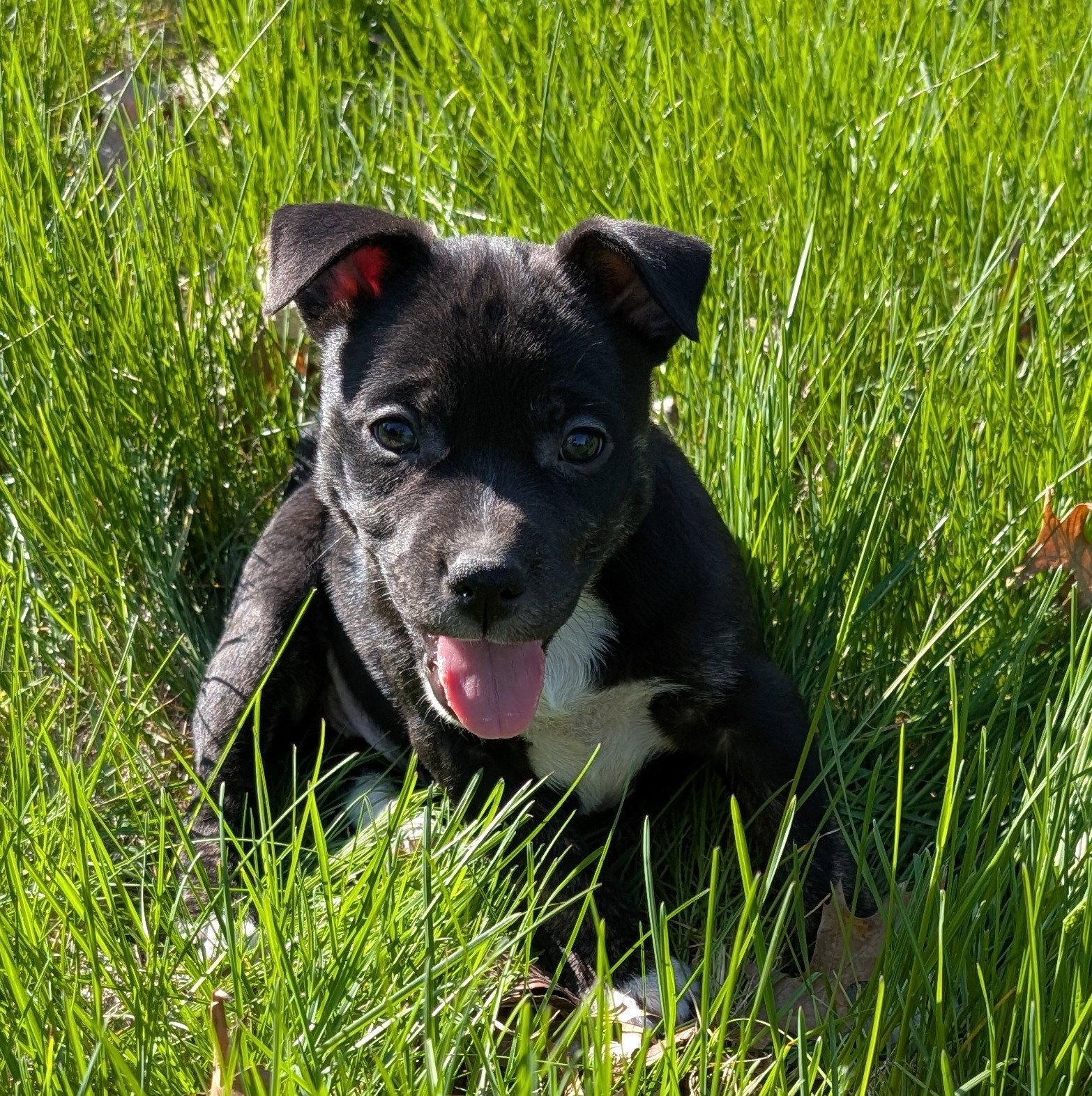 Enlarge Sage, a Adoptable Terrier in West Des Moines, IA image 2/3