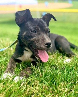 Sage, a Adoptable Terrier in West Des Moines, IA image 2/3