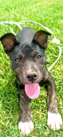 Sage, a Adoptable Terrier in West Des Moines, IA image 3/3
