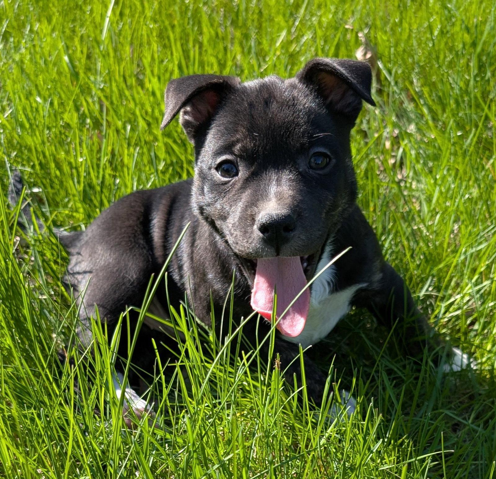 Enlarge Sage, a Adoptable Terrier in West Des Moines, IA image 3/3
