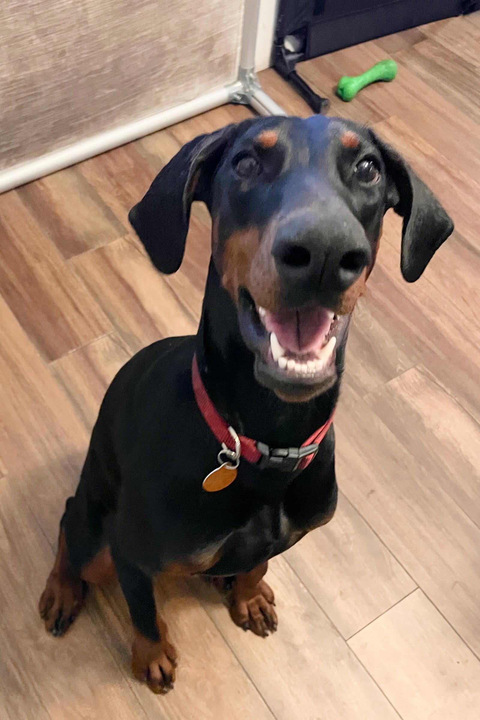 Rosie 3508, a Adopted Doberman Pinscher in Oakland Park, FL image 1/3