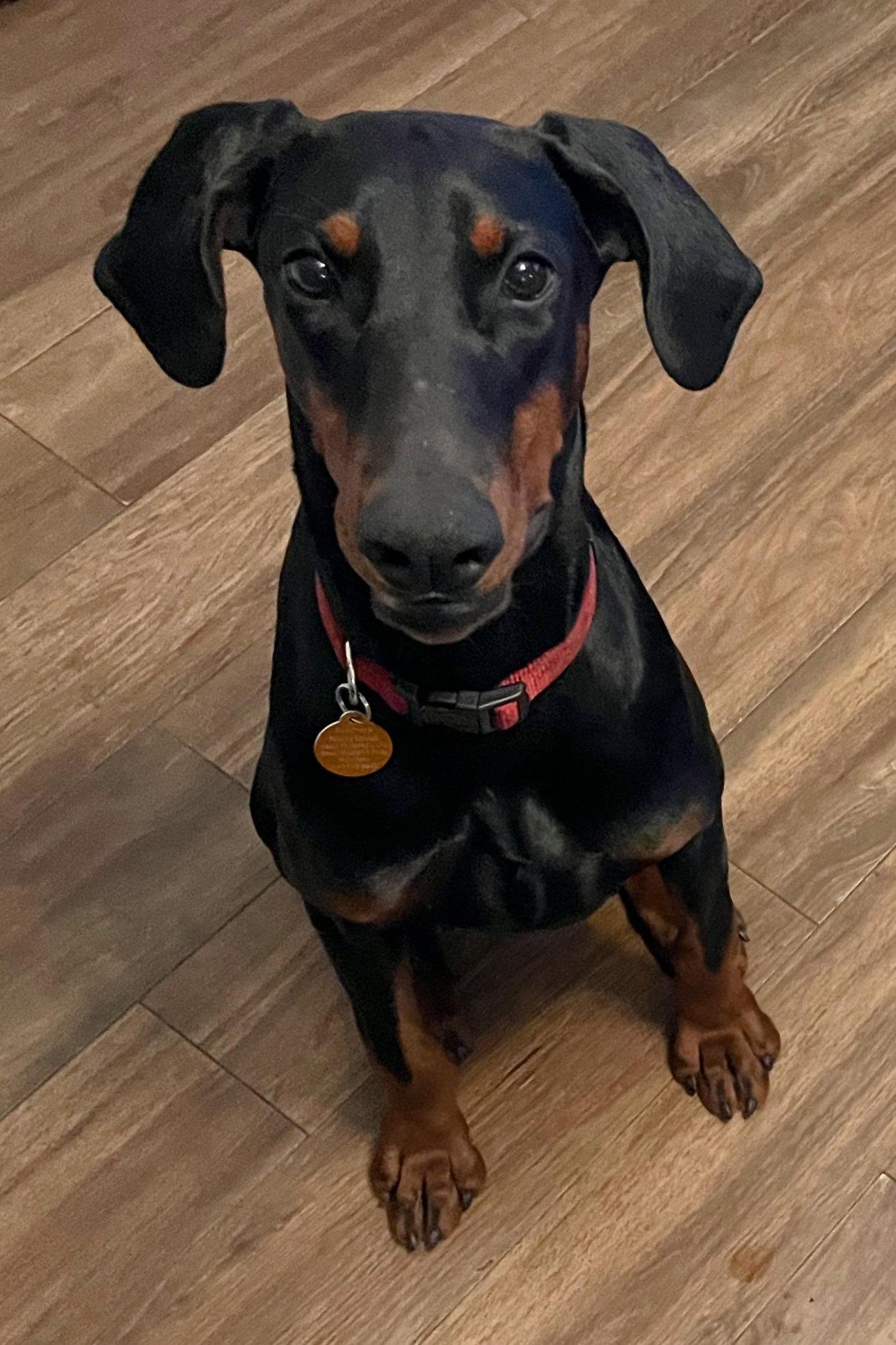 Rosie 3508, a Adopted Doberman Pinscher in Oakland Park, FL image 2/3