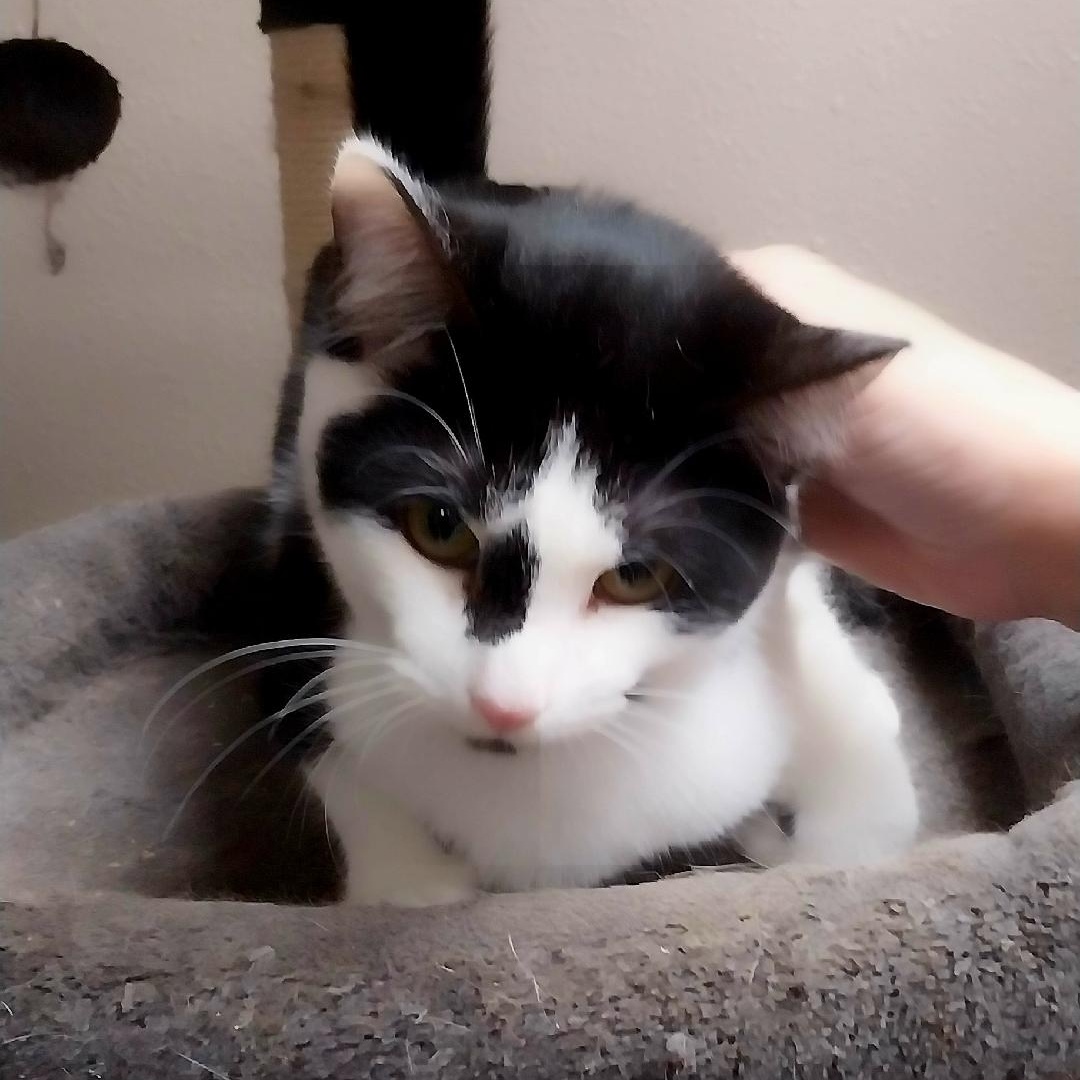 Cat for adoption Max, a Domestic Medium Hair in Sylacauga, AL Petfinder