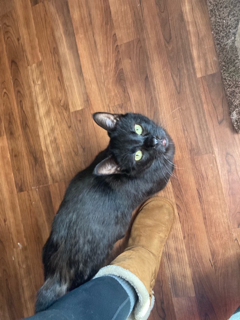 Enlarge Enzo, a Adoptable Domestic Short Hair in Broken Arrow, OK image 1/1