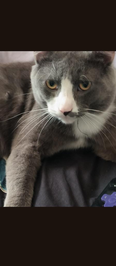 Tattoo * IN FOSTER *