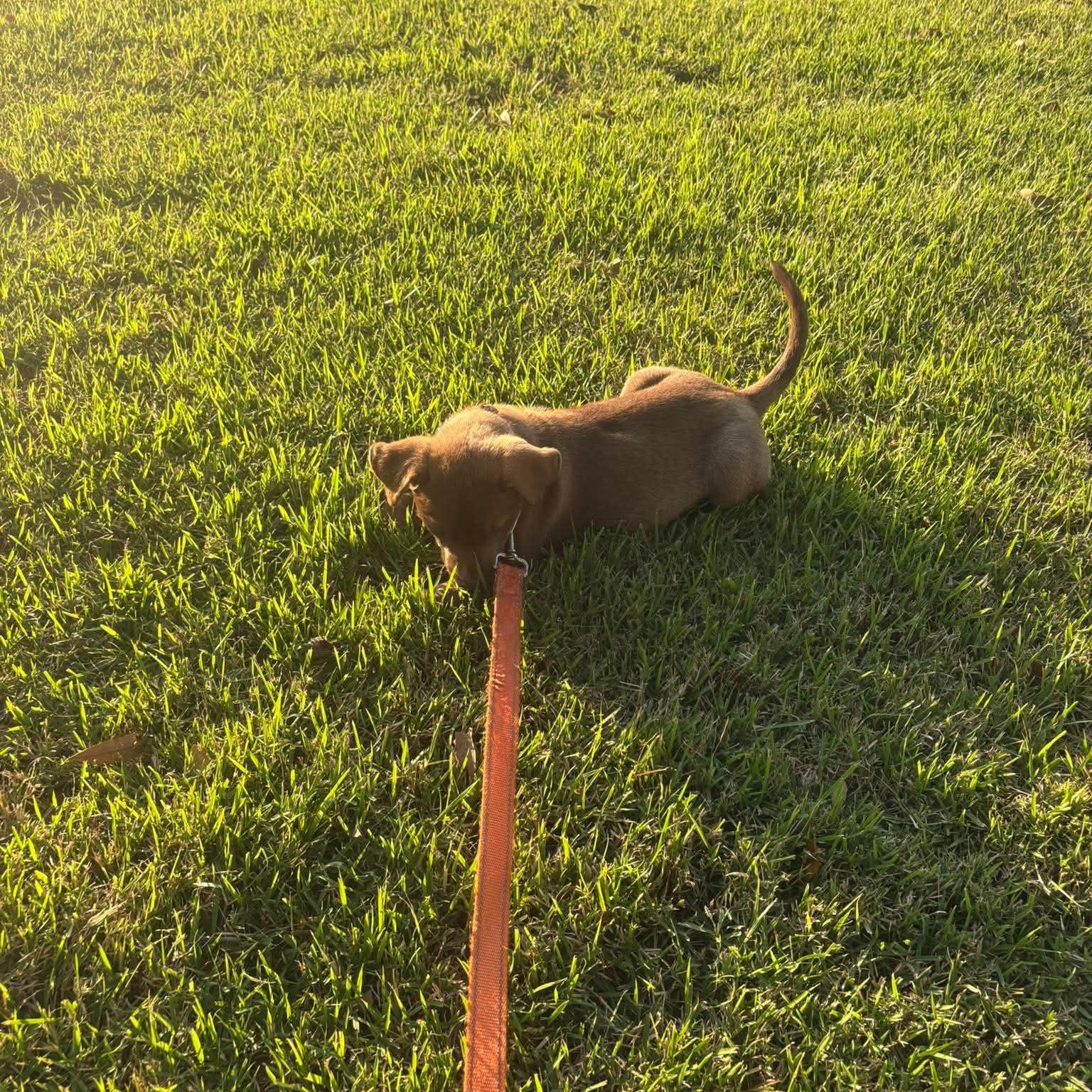 Chatter, a ADOPTABLE mixed breed in Wando, SC image 5/6