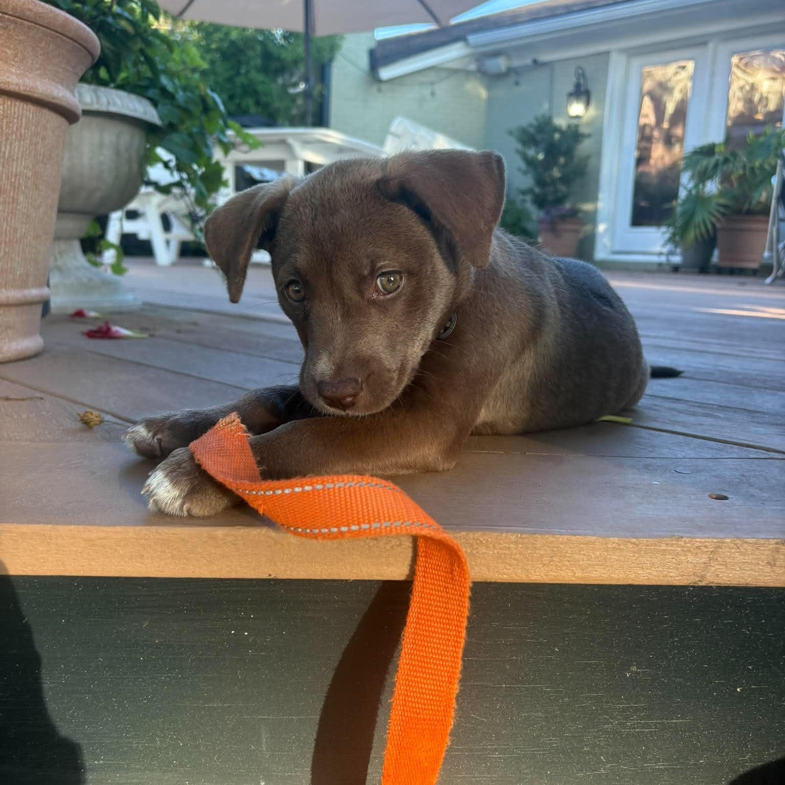 Chatter, ADOPTABLE, Puppy Female Labrador Retriever.