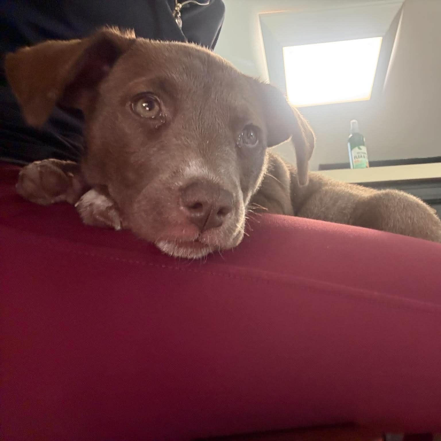Chatter, a ADOPTABLE mixed breed in Wando, SC image 4/6
