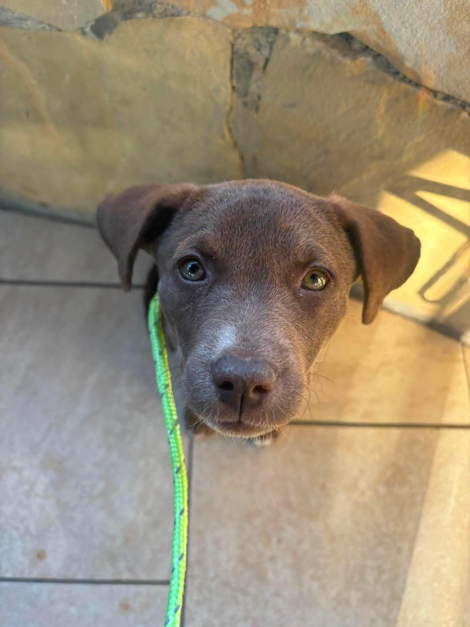 Chatter, a ADOPTABLE mixed breed in Wando, SC image 6/6