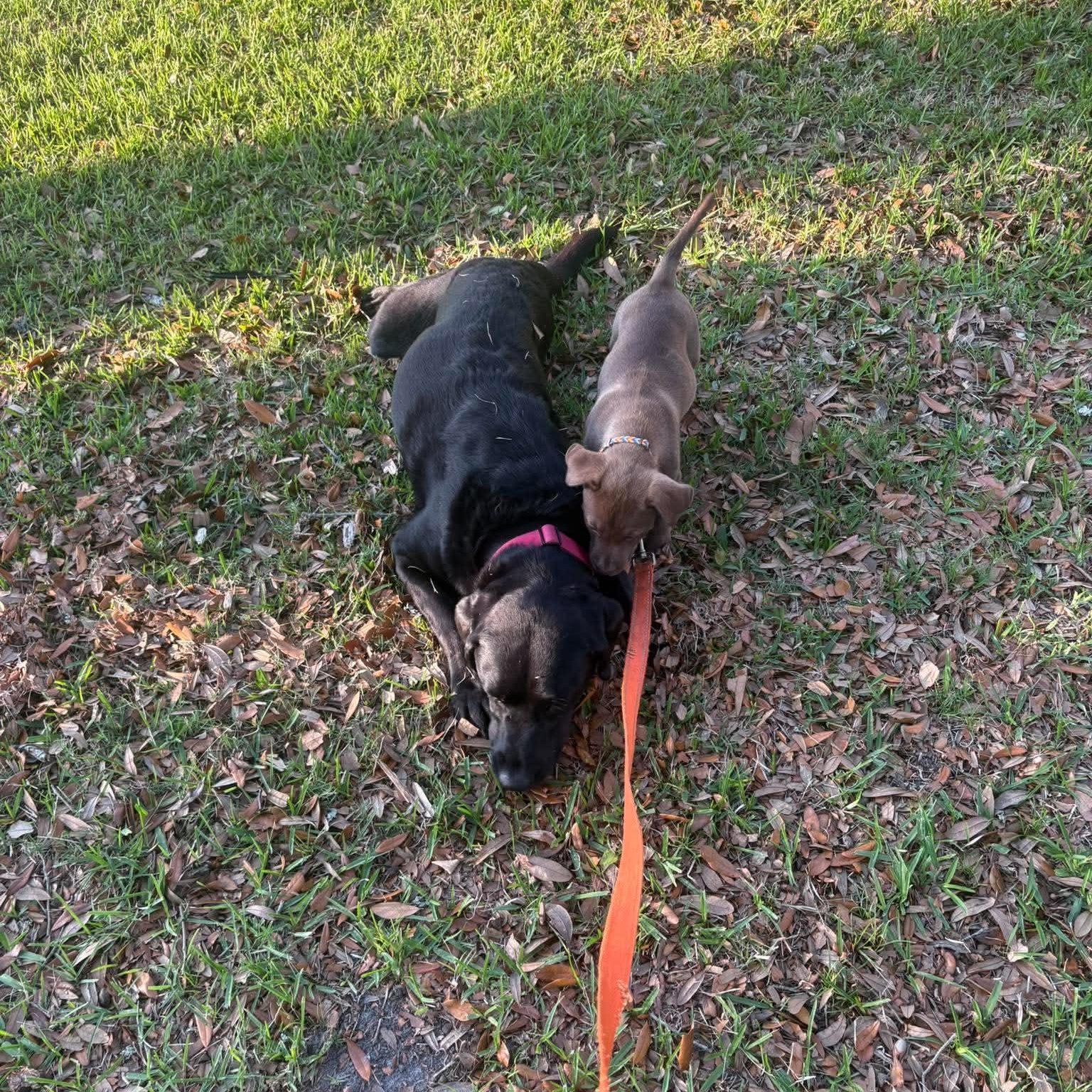 Chatter, a ADOPTABLE mixed breed in Wando, SC image 2/6